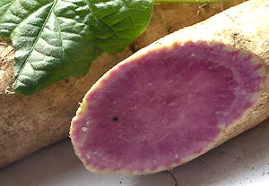秋の紫芋